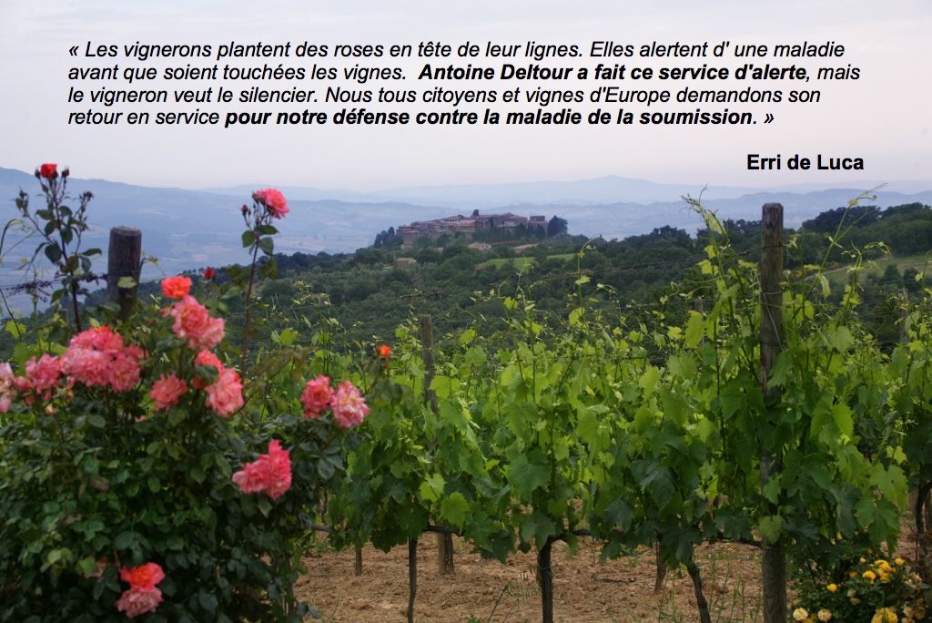 Le message d'Erri de Luca, illustré par une photo de rose des vignes